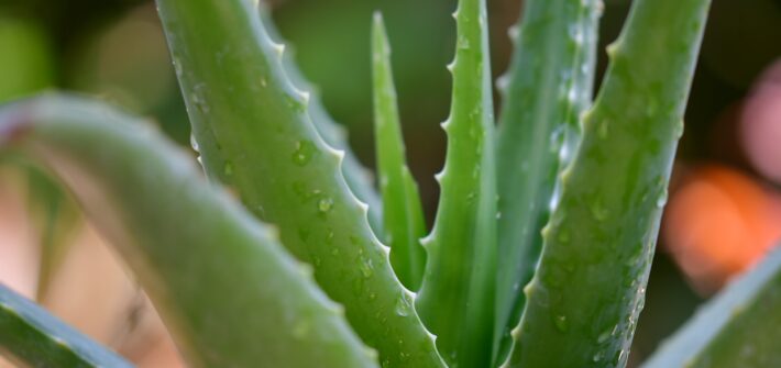 Aloe Vera and IBS